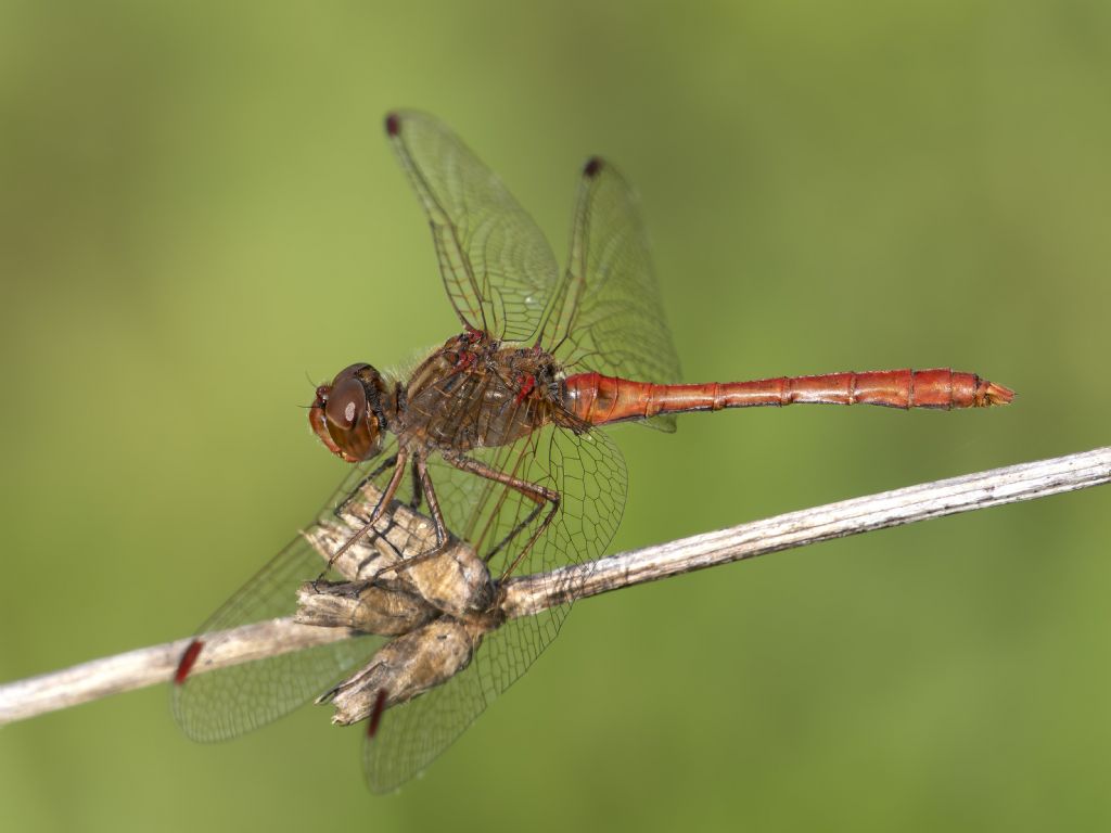 Libellulidae da identificare